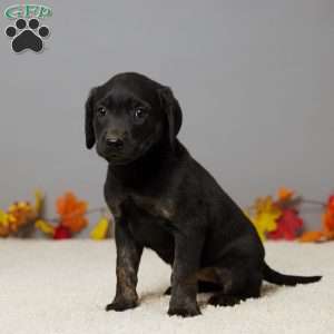 Kate, Black Labrador Retriever Puppy